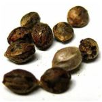 Семена марихуаны АК-47  (Seeds AK-47) в Боре